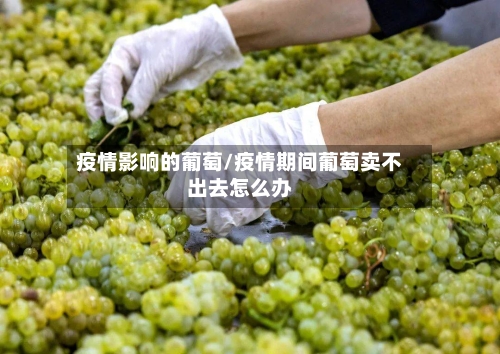 疫情影响的葡萄/疫情期间葡萄卖不出去怎么办