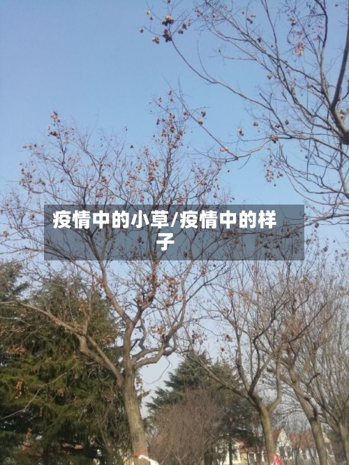 疫情中的小草/疫情中的样子-第2张图片