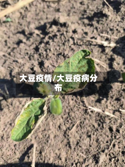 大豆疫情/大豆疫病分布-第2张图片
